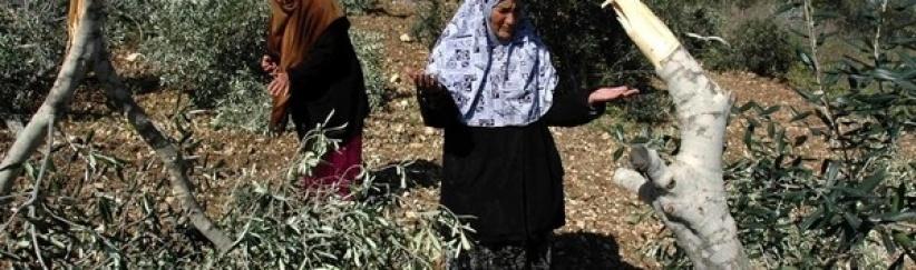 مستوطنون يقتلعون 800 شجرة زيتون شرق الخليل