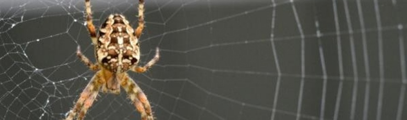 شبكة عنكبوت يمكنها التقاط طائرة أثناء سقوطها