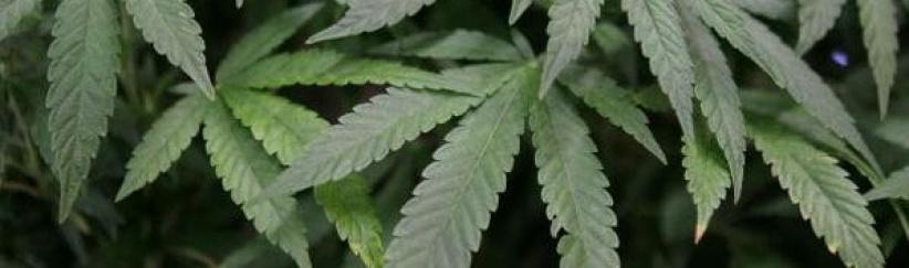 العثور على 700 نبتة قنب بمترو برلين