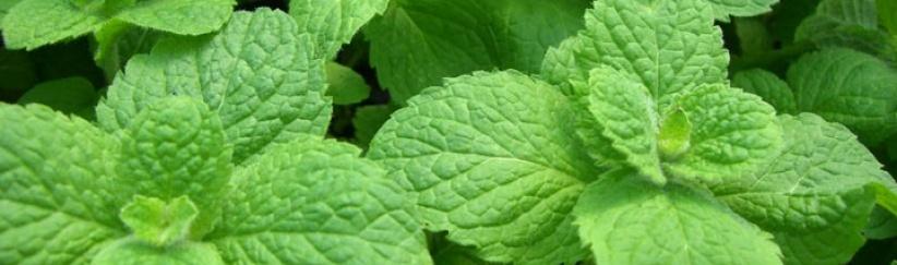 شمة من زيت النعناع يوميًا تريح أعصابك