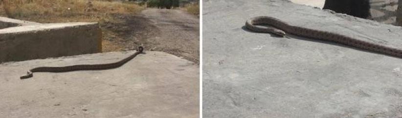 بالأفاعي والمرايا الحارقة يقاوم الفلسطينيون