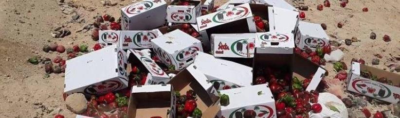 بالصور: اتلاف 714 كغم فلفل حلو مجهول المصدر في أريحا