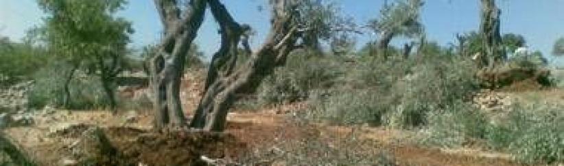 المستوطنون يجرفون أراض في قريوت جنوب نابلس