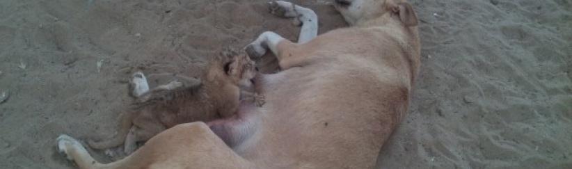 في غزة: كلبة ترضع أسود صغار...حين هجرتهم أمهم دون سبب !!