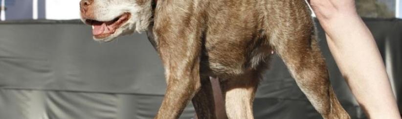 كلب مشوه يفوز بجائزة أقبح كلاب العالم