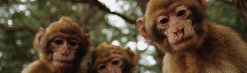 بريطانية تحرر محضرا ضد قردة تحرشوا بها