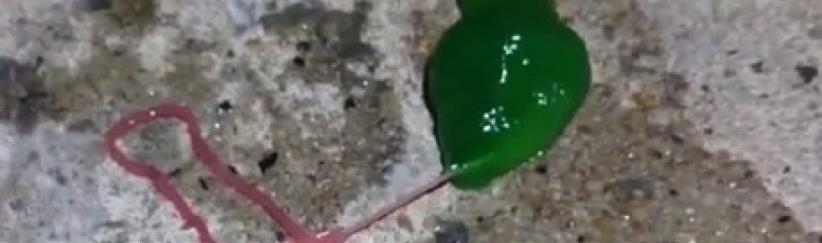 فيديو.. كائن غريب أخضر اللون يرعب سكان تايوان