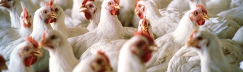 القبض على لصوص سرقوا 800 دجاجة بطولكرم