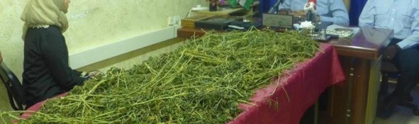 وقائي الخليل يضبط 10 كغم مخدرات