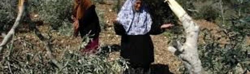 مستوطنون يقتلعون 80 شجرة زيتون في سلفيت