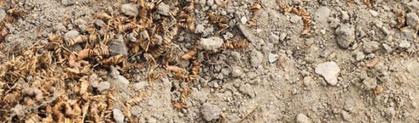 الدنمارك...علماء الآثار يعثرون على 2000 لولب غامض من الذهب