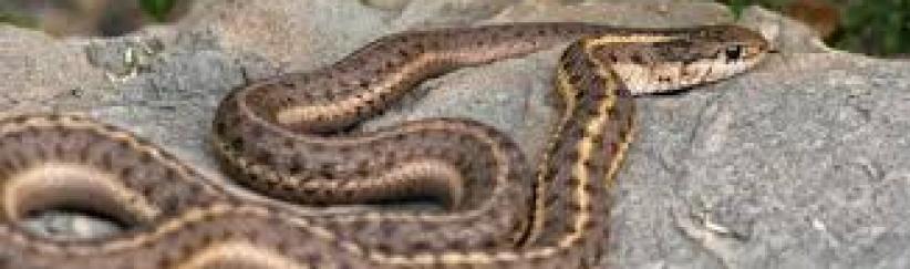 أفعى في الكنيست الإسرائيلي