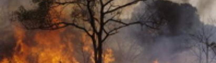 حريق يلتهم أشجارا حرجية في بيت ساحور