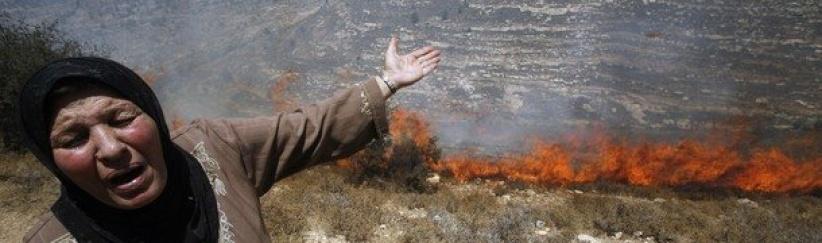 مستوطنون يحرقون أشجار زيتون غرب بيت لحم