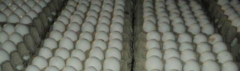 اعتقال شبكة اسرائيلية فلسطينية لتهريب البيض الى اسرائيل