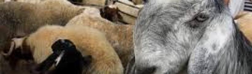 المفتي العام يؤكد جواز التضحية بالأنعام المسمنة