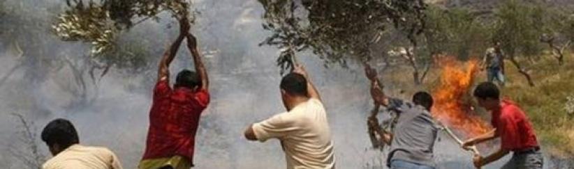 اصابات واحراق اشجار زيتون في سلفيت ورام الله