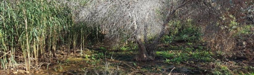 إعدام عشرات أشجار الزيتون بمياه المستوطنات العادمة شرق نابلس