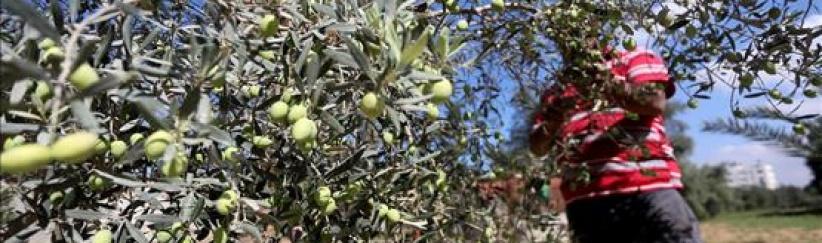 مستوطنون يواصلون سرقة ثمار الزيتون