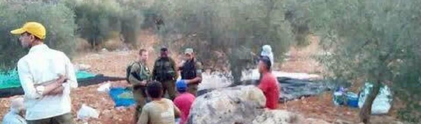 قوات الاحتلال تمنع قطف ثمار الزيتون شرق قلقيلية