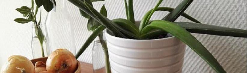 نباتات ضرورية في غرفة النوم لمحاربة نزلات البرد!