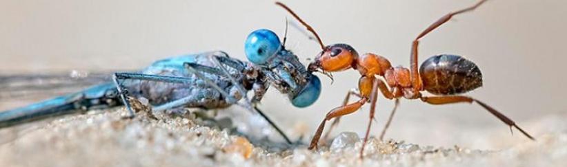 تراجع أعداد الحشرات يهدد الحياة على الأرض