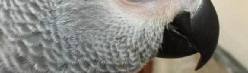 ببغاء ينطق 3 سور قرآنية و350 كلمة مختلفة