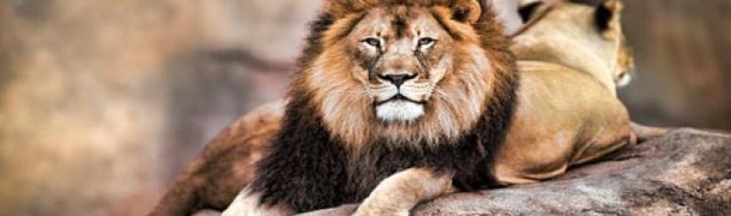 ثلاثة أسود تنقذ فتاة من خاطفيها... إليك الحكاية