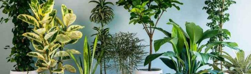 فيديو- نباتات المنزل مهمة لصحتك