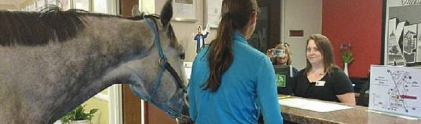 سيدة تحجز غرفة فندقية برفقة حصانها!