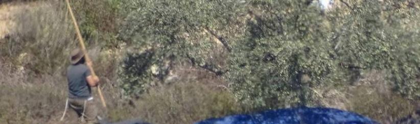 مستوطنون يسرقون ثمار زيتون من أراضي فرعتا وجيت شرق قلقيلية