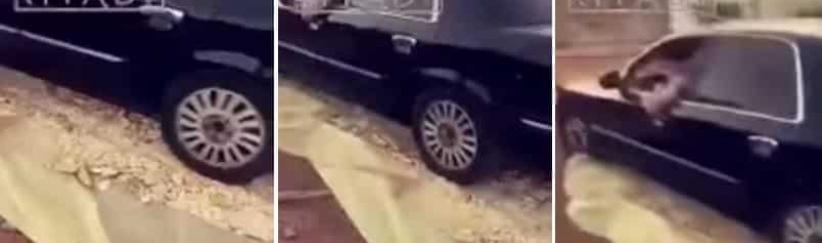 بالفيديو| شاب يدهس الخبز بسيارته يثير استياء المعلقين