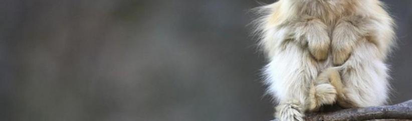 فنجان قهوة يدخل قرداً في غيبوبة