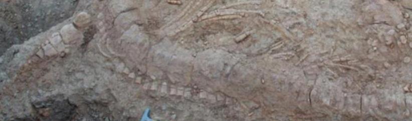 اكتشاف بقايا وحش عاش بالهند قبل 150 مليون سنة