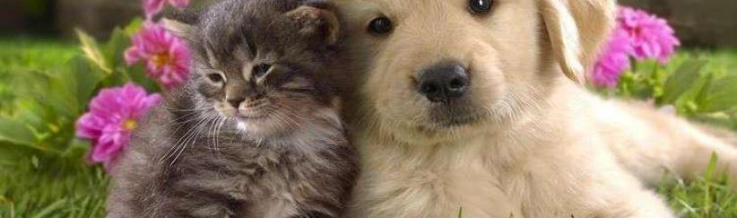 دراسة- الحيوانات الأليفة تقي الأطفال من بعض الأمراض