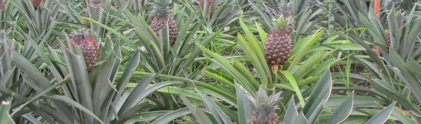 لأول مرة- نجاح تجربة زراعة الاناناس في قطاع غزة