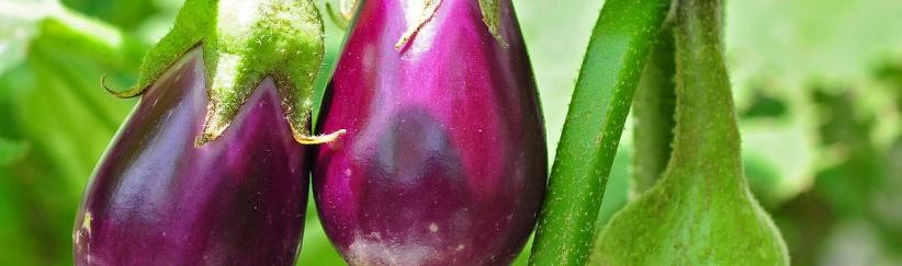 الباذنجان.. طعم شهي و8 فوائد مذهلة ستجعلك تتناوله يوميا