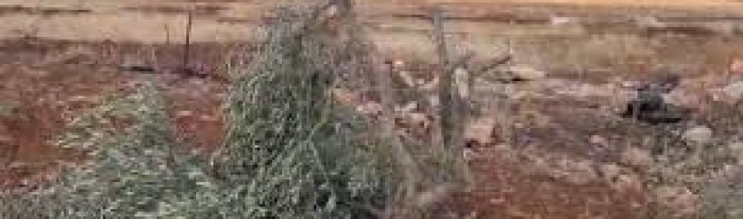 مستعمرون يقطعون 21 شجرة زيتون في المغير شرق رام الله