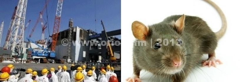 فأر يتسبب في انقطاع الكهرباء عن محطة نووية يابانية