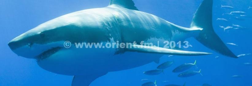 بالفيديو - لحظات مرعبة لزوجين أمام قرش جائع حاول التهامهما