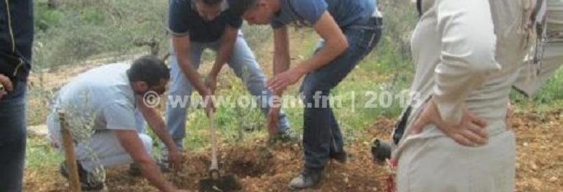 بيت جالا: زراعة اشجار في أرض مهددة بالمصادرة