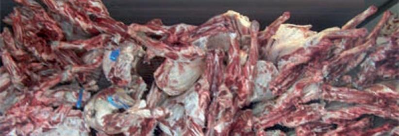 ضبط نصف طن لحم دجاج فاسد برام الله