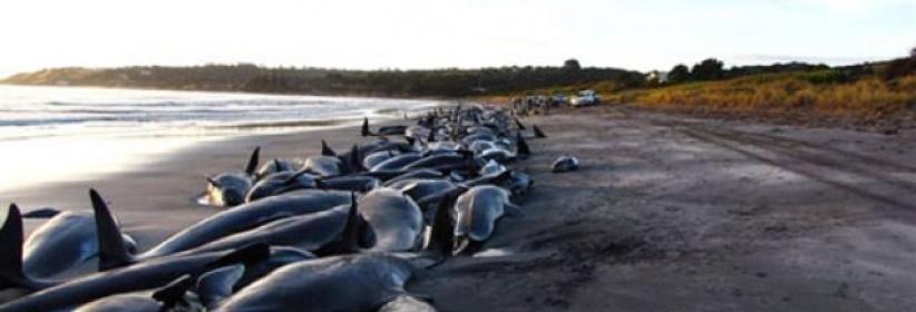 فيروس يقتل أكثر من 1000 دلفين على الساحل الشرقي الاميركي