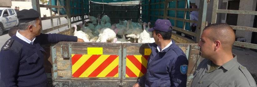 الشرطة تضبط 100 طير غير صالحة للإستهلاك في بيت لحم