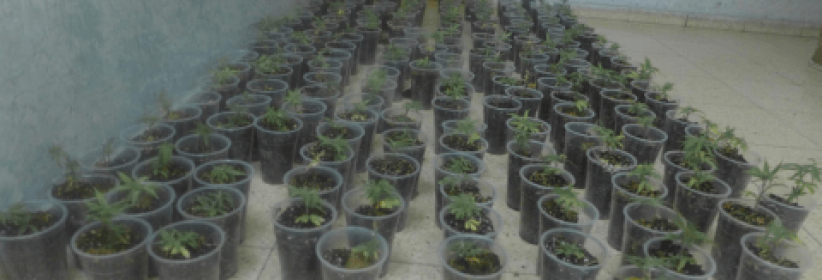 ضبط 183 شتلة ماريجوانا في قلقيلية