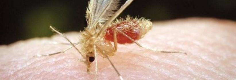 ذبابة الرمل 