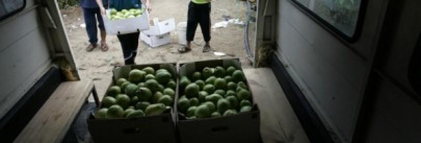 الأردن يفتح أسواقه لاستيعاب فائض انتاج الجوافة الفلسطينية
