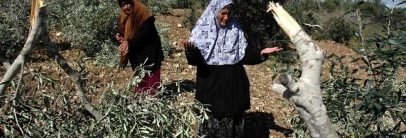 مستوطنون يقتلعون 800 شجرة زيتون شرق الخليل