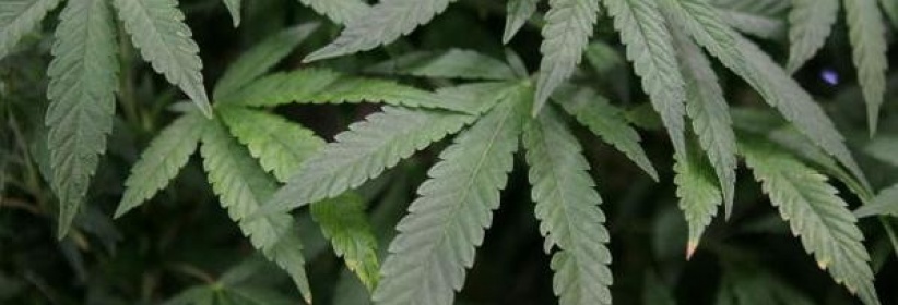 العثور على 700 نبتة قنب بمترو برلين