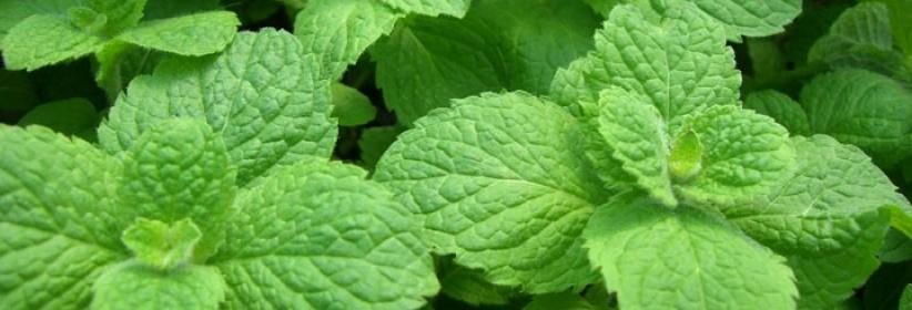 شمة من زيت النعناع يوميًا تريح أعصابك